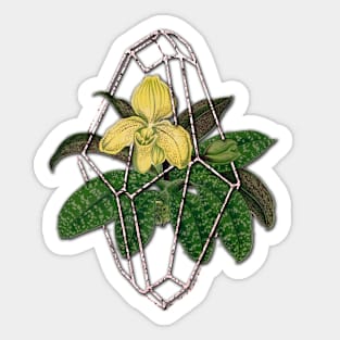 Slipper orchid in Geometric terrarium Sticker